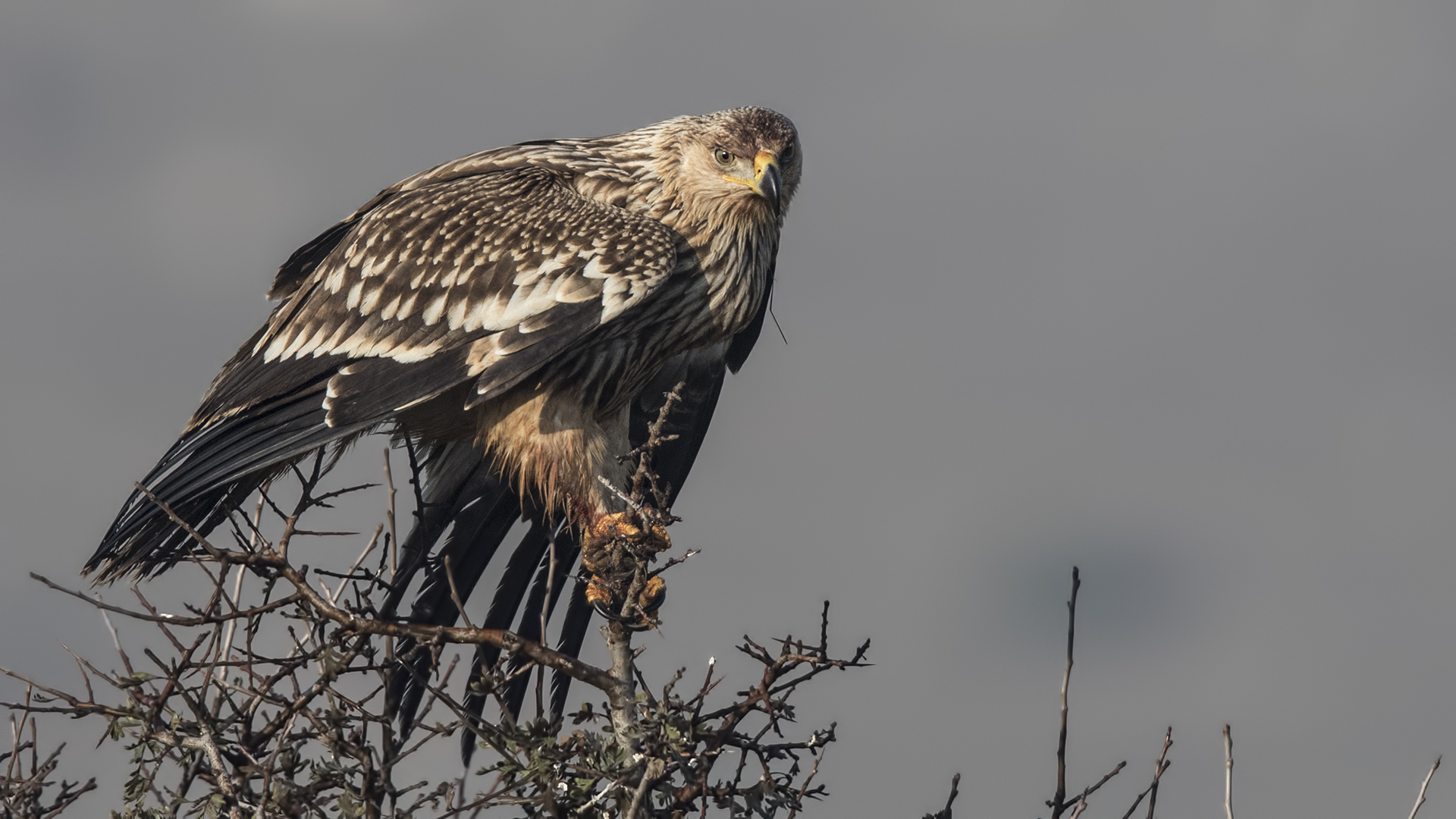 Imperial Eagle